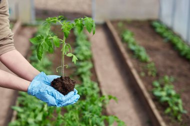 Bahçıvanın elleri bahçeden sebze ekiyor ve topluyor. Eldivenli bahçıvan tohum için toprağı hazırlar. Sezon çalışması.