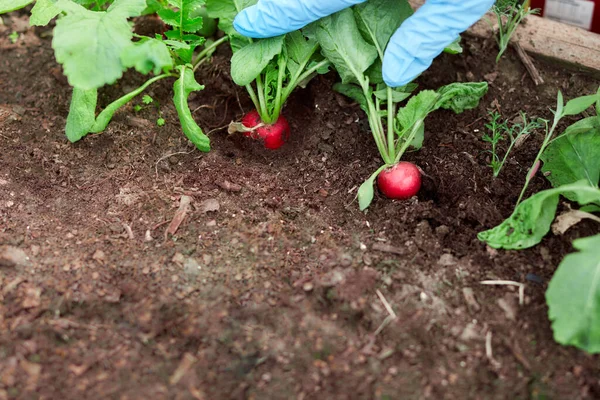 Gardeners hands planting and picking vegetable from backyard garden. Gardener in gloves prepares the soil for seedling. Season work.