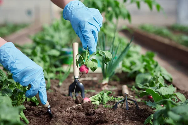 Jardiniers Mains Plantation Cueillette Légumes Dans Jardin Arrière Cour Jardinier — Photo