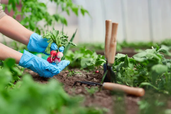 园丁用手种植 并从后院花园采摘蔬菜 戴手套的园艺师准备种苗用的土壤 季节性工作 — 图库照片
