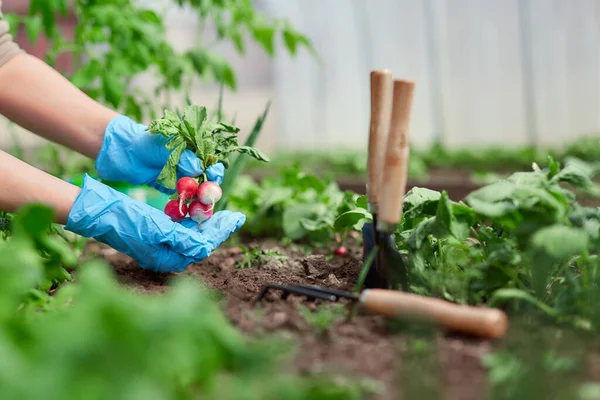 Tukang Kebun Tangan Menanam Dan Memetik Sayuran Dari Kebun Belakang — Stok Foto