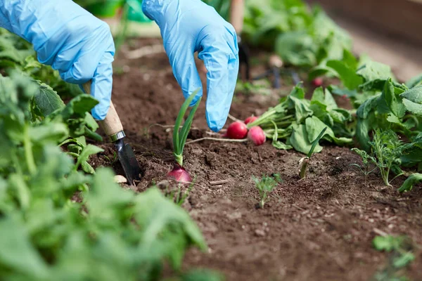 Tukang Kebun Tangan Menanam Dan Memetik Sayuran Dari Kebun Belakang — Stok Foto