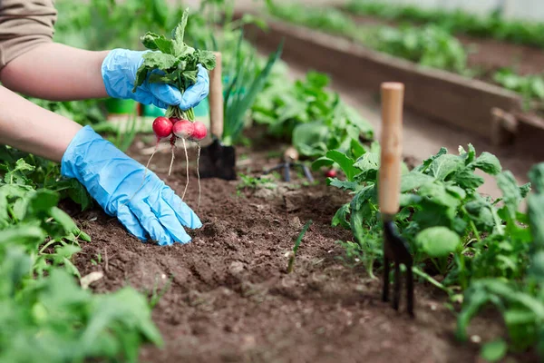 Gardeners Hands Planting Picking Vegetable Backyard Garden Gardener Gloves Prepares — Stock Photo, Image