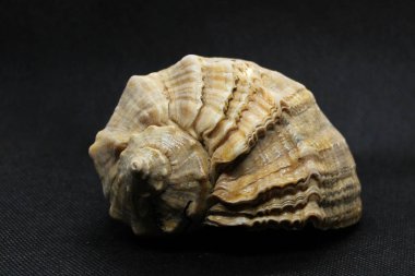 Siyah arkaplanda hafif deniz kabuğu