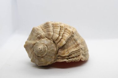 Beyaz arka planda parlak deniz kabuğu