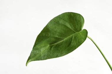 Bahçıvanlık kavramına yeşil ev yaprağı. beyaz arkaplanda izole