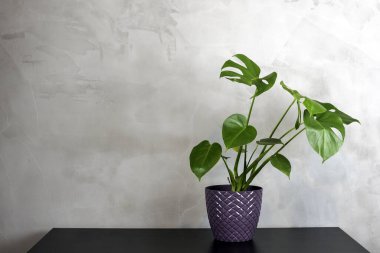 Karanlık masada duran bir tencerede tropikal palmiye yaprakları. ev bahçesi konsepti.