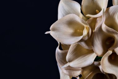 Siyah arka planda beyaz sarı kalla çiçekleri yakın plan