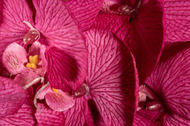 Siyah arkaplanda mor bir orkide çiçeği. Yakın plan..