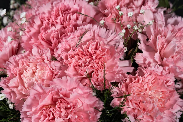 Ροζ Λουλούδι Γαρύφαλλο Κουβάς Μαύρο Φόντο Από Κοντά — Φωτογραφία Αρχείου