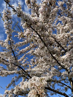 Mavi gökyüzünün önündeki kiraz ya da sakura ağacı çiçeği.