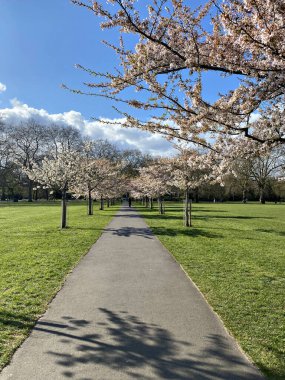 Cherry ya da Sakura Çiçek Yolu Güzel bir Peyzaj Parkı ya da Bahçesi 'nde
