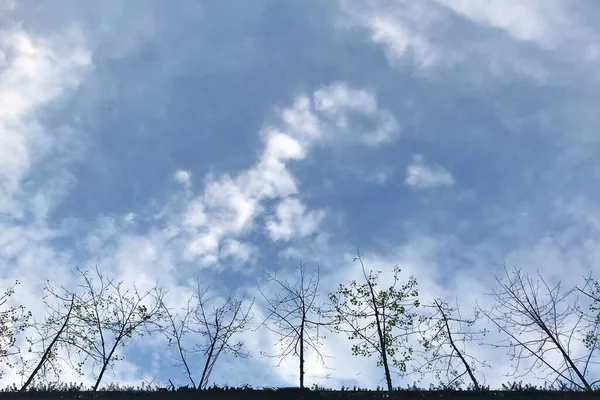 Blue sky with light clouds and silhouettes of trees view to sky from ground.