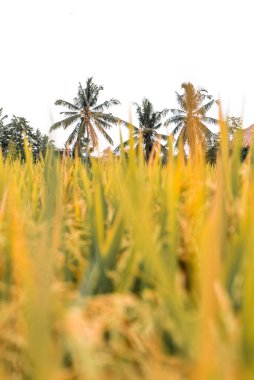 Bali dili pirinç alan