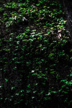 Yeşil yapraklar duvarı