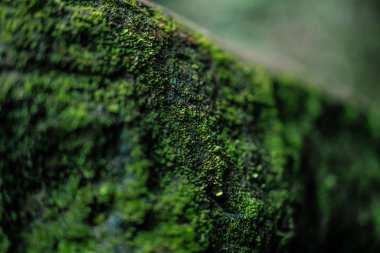 Yakından yeşil yosun