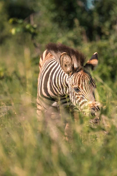 Afrika savanasında bebek zebra — Stok fotoğraf