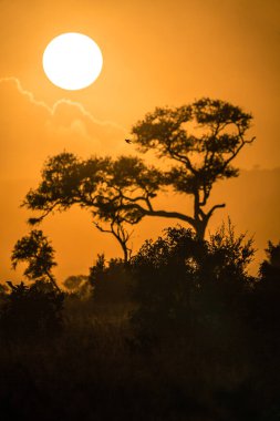 Güney Afrika oyun rezervinde güzel bir gün batımı