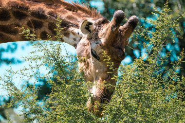 Güney Afrika 'daki Kruger Ulusal Parkı' nda zürafa yemek.