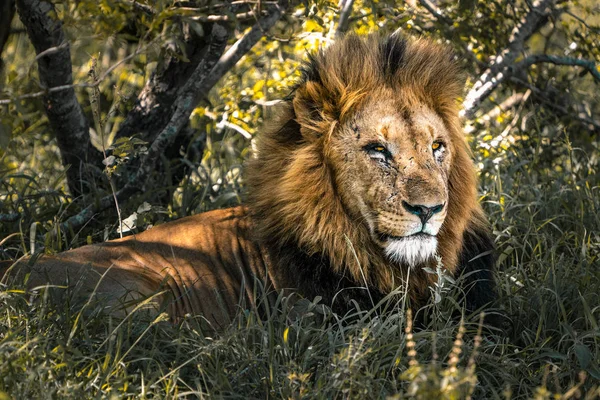 Male lion with scars in the wild — Stock Photo, Image