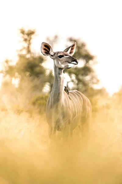 Afrika 'nın vahşi doğasında büyülü atmosferde dişi Kudu. — Stok fotoğraf