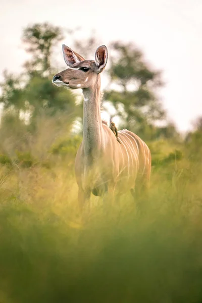 Kudu med små fågelvila i den sydafrikanska vildmarken — Stockfoto