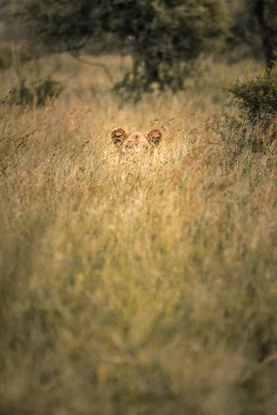 Lejon gömmer sig i buskarna i Sydafrika, Kruger National Park, Sydafrika — Stockfoto