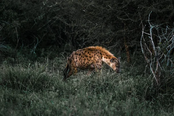 南アフリカの夜明けのハイエナ — ストック写真