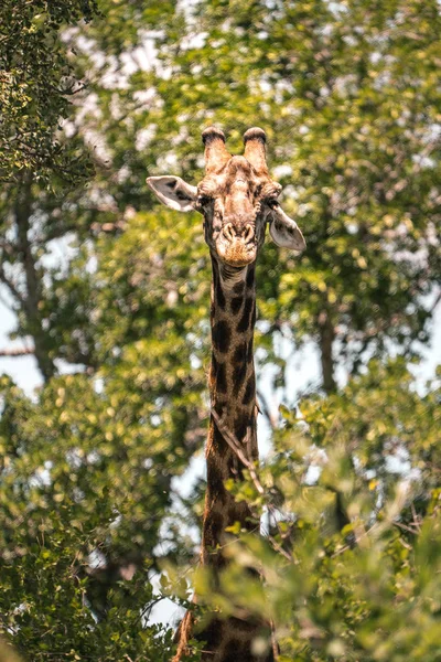 Cute giraffe looks towards the camera and is framed in leaves