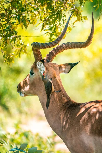 Omzunda kuşla güzel bir Impala. Kruger Ulusal Parkı. Güney Afrika — Stok fotoğraf