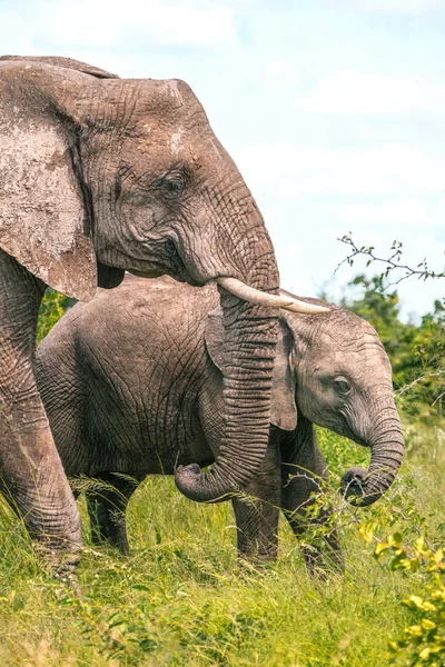 Elefante bebé lindo en el Parque Nacional Kruger, Sudáfrica —  Fotos de Stock