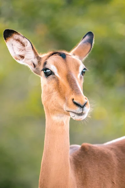 Vackra Impala i Kruger National Park, Afrika, närbild. — Stockfoto