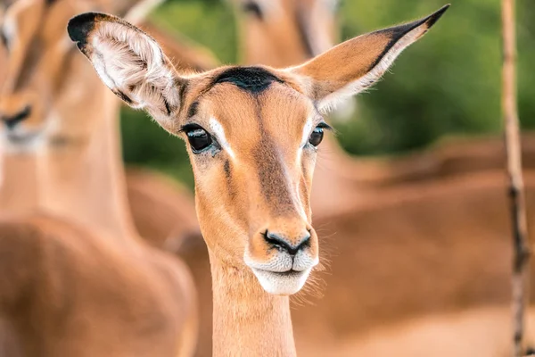 Genç Impala kameraya yakın. Kruger Ulusal Parkı, Güney Afrika. — Stok fotoğraf