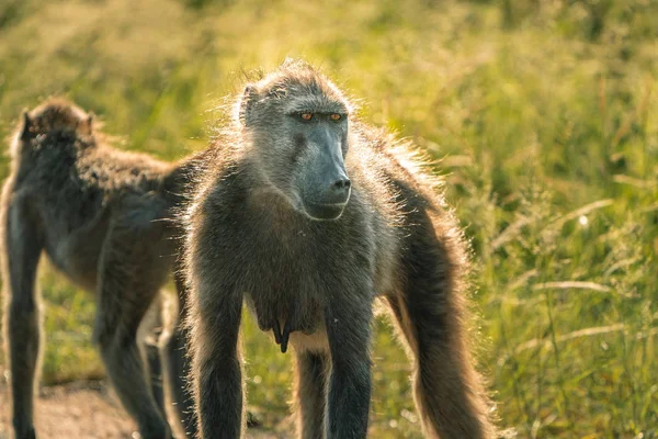 Imponerande babian med vacker naturbelysning i Kruger nationalpark — Stockfoto