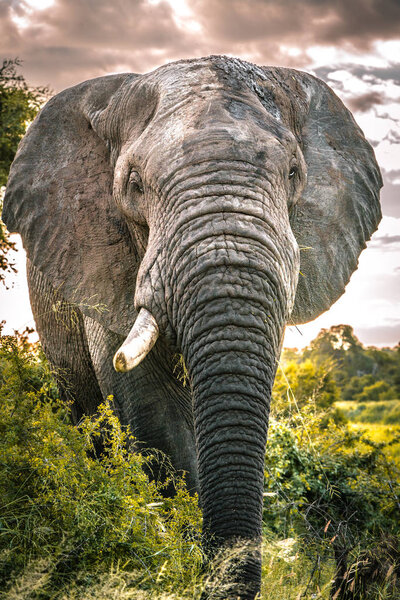 Huge elephant bull faces camera up close in Kruger National Park