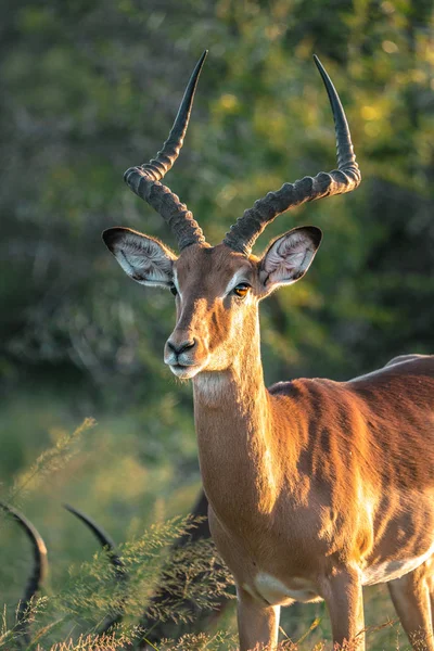 Krásná Impala v západu slunce Afriky — Stock fotografie