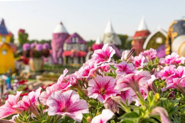 Petunya pembe çiçekleri yakın plan, çiçek bahçesi.