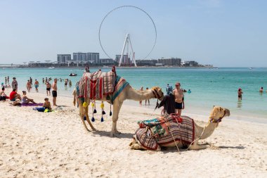 Jbr sahilinde, Basra Körfezi 'nde iki deve. Birleşik Arap Emirlikleri Dubai Mart 2019