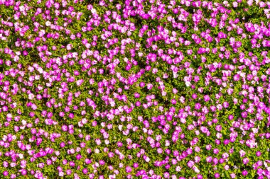 Küçük pembe çiçeklerden oluşan yeşil bir duvar.