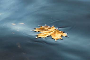 Yellow maple leaf floats on water.