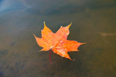 The orange maple leaf floats on the water.