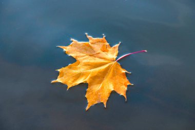 Yellow maple leaf floats on water.
