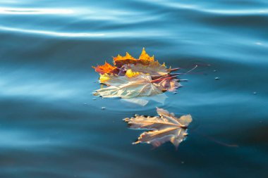 Sarı akçaağaç yaprakları suda yüzer..