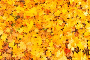 Fallen to the ground maple leaves, background.