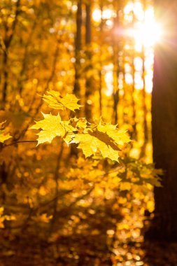 Sarı akçaağaç yaprakları sonbahar ormanında.