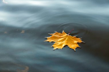 Yellow maple leaf floats on water.