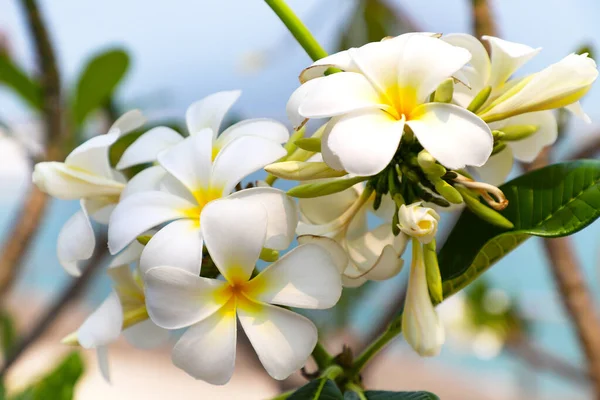 Beyaz Plumeria Frangipani Çiçekleri Yakın Plan — Stok fotoğraf