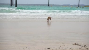  Köpek tropik bir adanın sahilinde yürüyor..