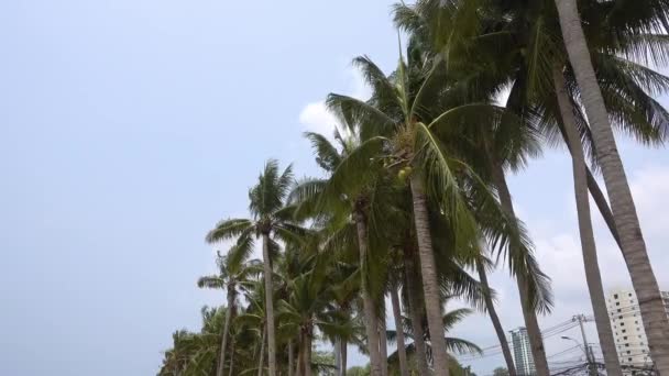 Palmiers Verts Sommet Des Arbres Avec Les Noix Coco — Video