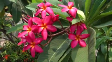 Güzel Frangipani pembe çiçekleri kapanıyor.